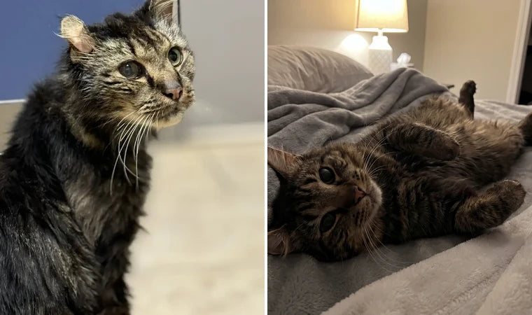 A scruffy cat, rough coat before and healthy after