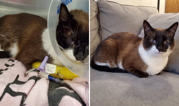 Charlie — before and after recovery
