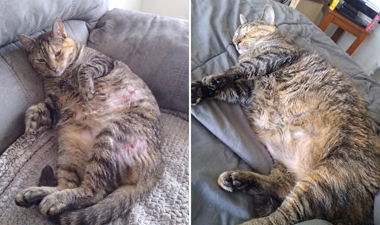 Luna — before and after overgrooming