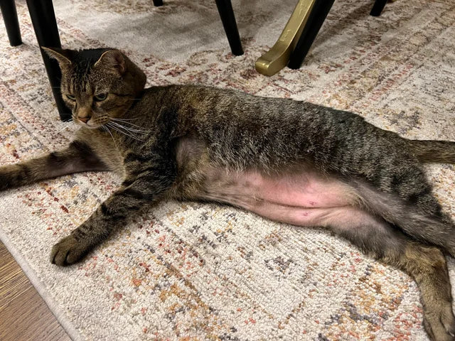 Cat with overgrooming and skin irritation