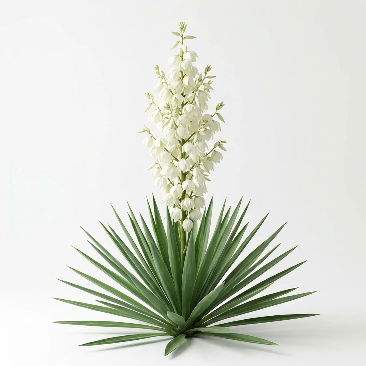 Yucca extract plant
