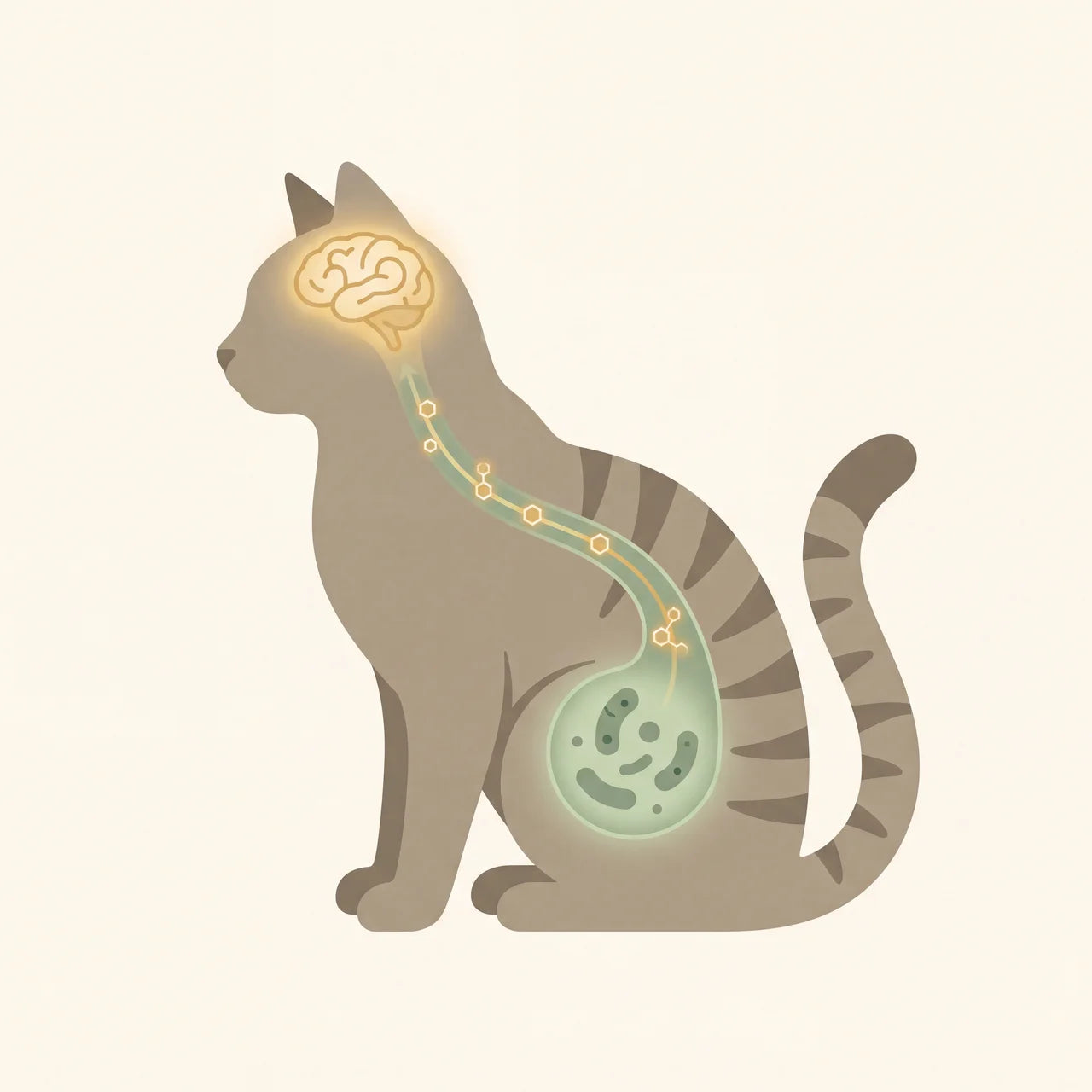 The gut-brain axis in cats, brain connected to gut microbiome