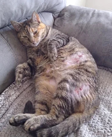A cat with a thinned, overgroomed belly