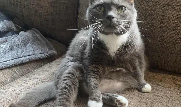 Amanda H., 31 — mom to Biscuit, 3